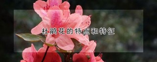 杜鹃花的特点和特征,第1图