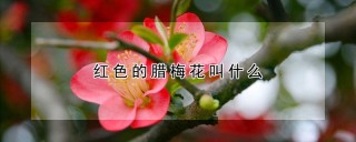 红色的腊梅花叫什么,第1图