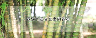 罗汉竹适合在室内养吗,第1图