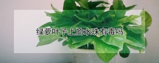 绿萝叶子上的水珠有毒吗,第1图