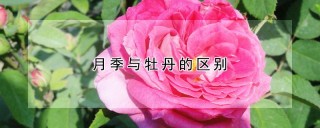 月季与牡丹的区别,第1图