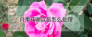 月季花谢以后怎么处理,第1图