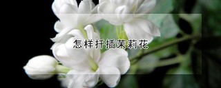 怎样扦插茉莉花,第1图