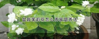 盆栽茉莉花怎么养家庭养法,第1图