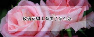 玫瑰花树上有虫了怎么办,第1图