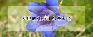 龙胆的花为什么是蓝色,第1图