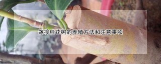 嫁接桂花树的养殖方法和注意事项,第1图