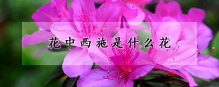 花中西施是什么花,第1图