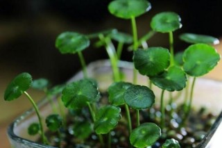 铜钱草除甲醛吗，能/但除甲醛效果一般,第5图