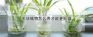 水培植物怎么养才能更旺盛,第1图