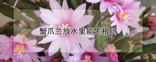 蟹爪兰放水里能生根吗,第1图