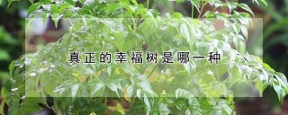 真正的幸福树是哪一种,第1图