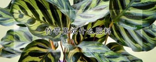 竹芋喜欢什么肥料,第1图