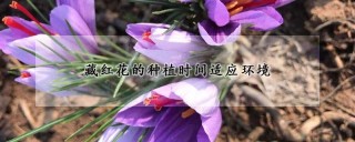 藏红花的种植时间适应环境,第1图