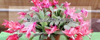 蟹爪兰怎么修剪才能开花,第1图