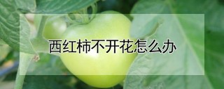 西红柿不开花怎么办,第1图