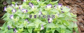 夏堇干枯原因,第1图