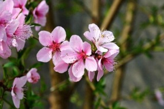 桃花怎么施肥，桃花四季施肥要点,第2图