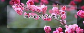 梅花春天怎么修剪,第1图