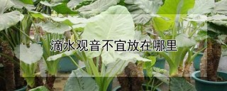 滴水观音不宜放在哪里,第1图