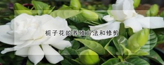 栀子花的养殖方法和修剪,第1图