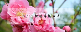 七月份桃树嫁接方法,第1图