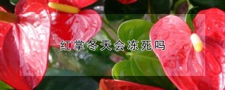 红掌冬天会冻死吗,第1图