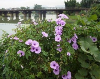 爬藤牵牛花苗要摘心吗，需要/利于多次开花,第4图