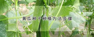 黄瓜种子种植方法步骤,第1图