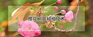 樱花树苗种植技术,第1图