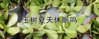 玉树夏天休眠吗,第1图