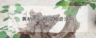 黄栌下山桩没根会活吗,第1图