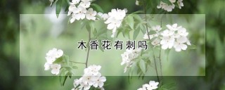 木香花有刺吗,第1图