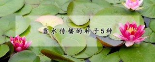 靠水传播的种子5种,第1图