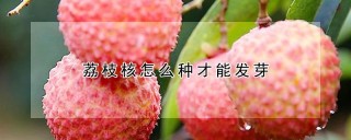 荔枝核怎么种才能发芽,第1图