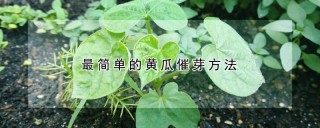 最简单的黄瓜催芽方法,第1图