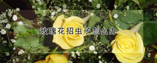 玫瑰花招虫子怎么办,第1图