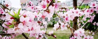 桃花是几瓣花,第1图