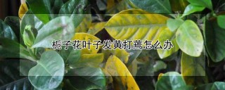 栀子花叶子发黄打蔫怎么办,第1图