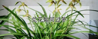 兰花如何过冬,第1图