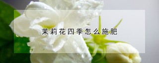 茉莉花四季怎么施肥,第1图