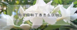 狗牙花和丁香怎么区分,第1图