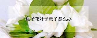 栀子花叶子蔫了怎么办,第1图