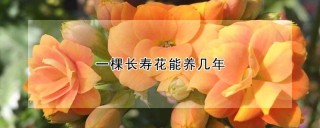 一棵长寿花能养几年,第1图