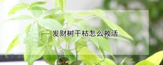 发财树干枯怎么救活,第1图