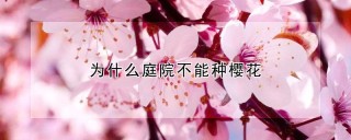 为什么庭院不能种樱花,第1图