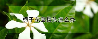 栀子花耷拉头怎么办,第1图