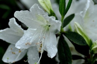 杜鹃花几月开花,第2图