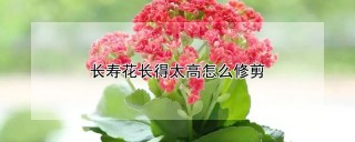 长寿花长得太高怎么修剪,第1图