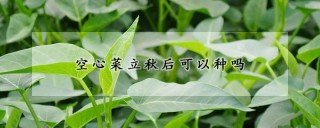 空心菜立秋后可以种吗,第1图